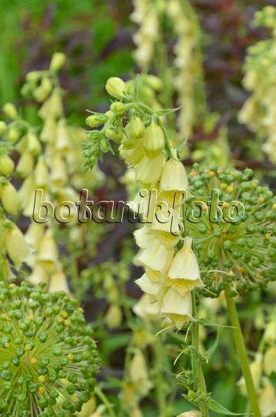 497084 - Großblütiger Fingerhut (Digitalis grandiflora)