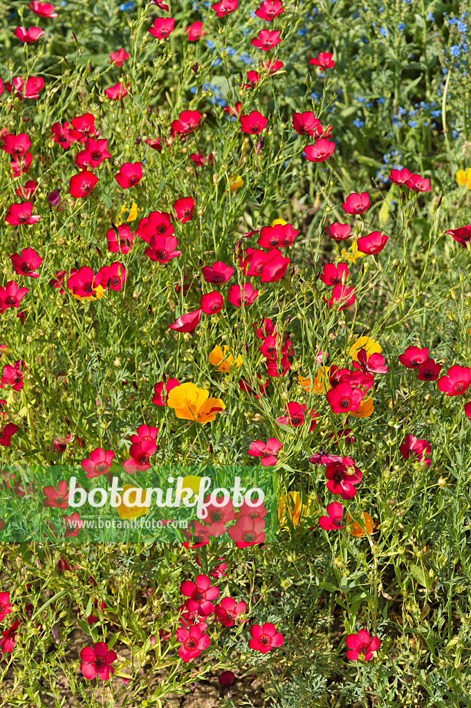 511150 - Großblütiger Lein (Linum grandiflorum 'Rubrum') und Kalifornischer Mohn (Eschscholzia californica)