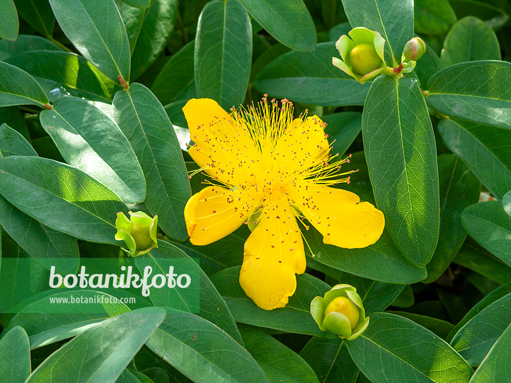 439196 - Großblütiges Johanniskraut (Hypericum calycinum)