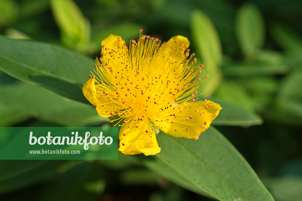 511310 - Großblütiges Johanniskraut (Hypericum calycinum)