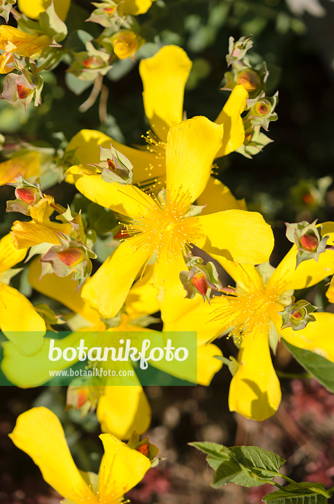 533630 - Großblütiges Johanniskraut (Hypericum calycinum)