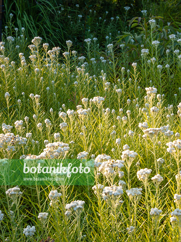 415059 - Großblütiges Perlkörbchen (Anaphalis margaritaceae)