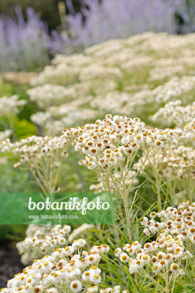 475181 - Großblütiges Perlkörbchen (Anaphalis margaritaceae)