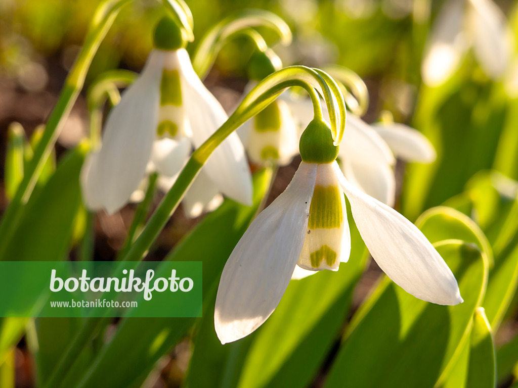 423010 - Großblütiges Schneeglöckchen (Galanthus elwesii)