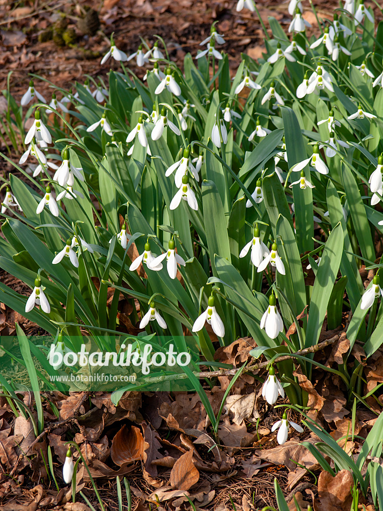 446024 - Großblütiges Schneeglöckchen (Galanthus elwesii)