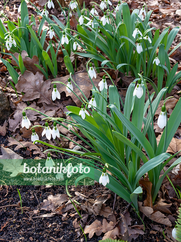 446025 - Großblütiges Schneeglöckchen (Galanthus elwesii)