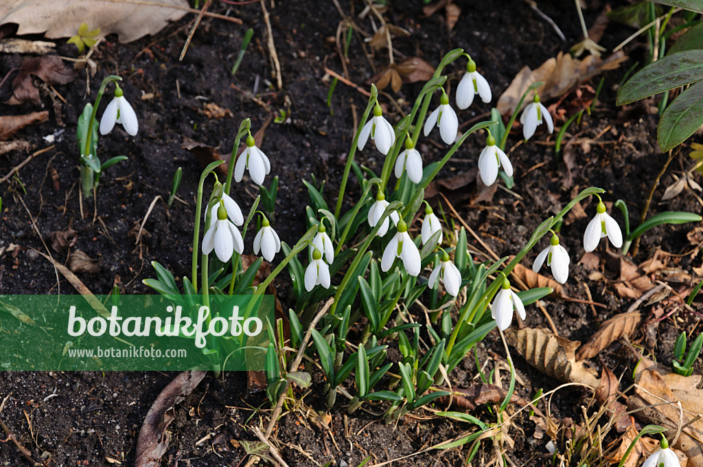 470003 - Großblütiges Schneeglöckchen (Galanthus elwesii)