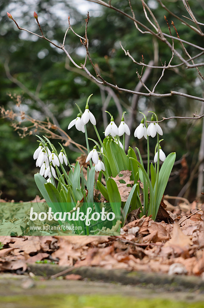 529133 - Großblütiges Schneeglöckchen (Galanthus elwesii)