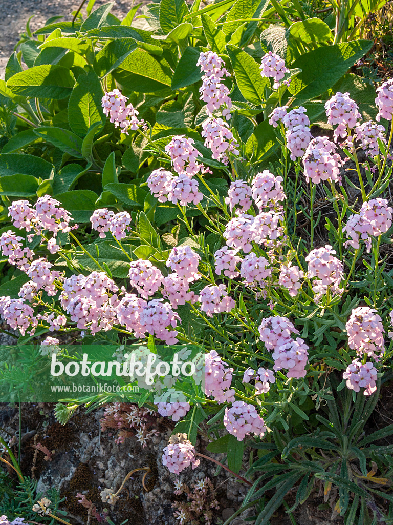 401276 - Großblütiges Steintäschel (Aethionema grandiflorum)