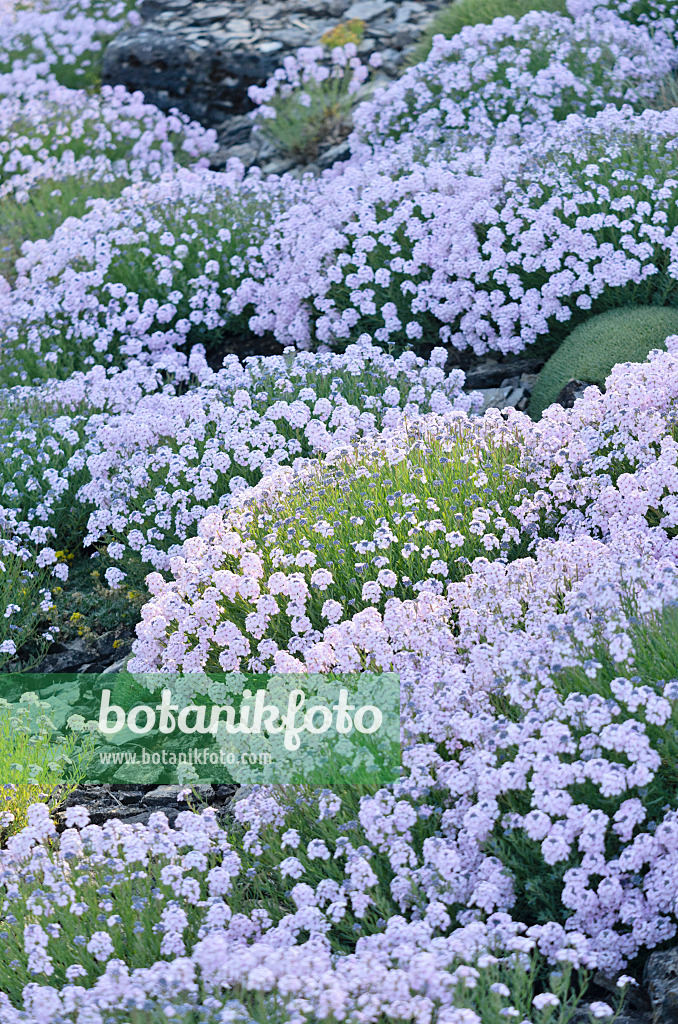 556039 - Großblütiges Steintäschel (Aethionema grandiflorum)