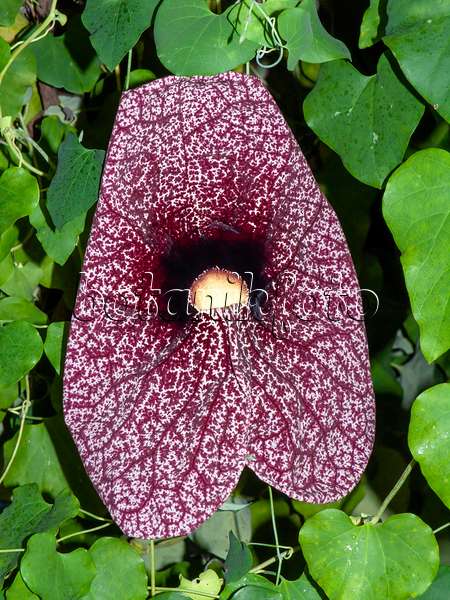 431012 - Großblumige Pfeifenblume (Aristolochia grandiflora)