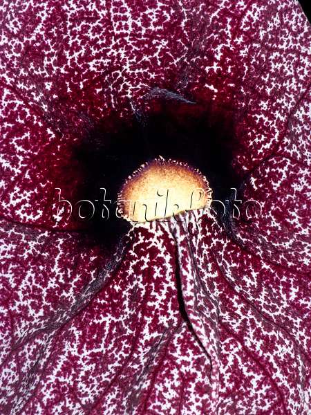 431013 - Großblumige Pfeifenblume (Aristolochia grandiflora)