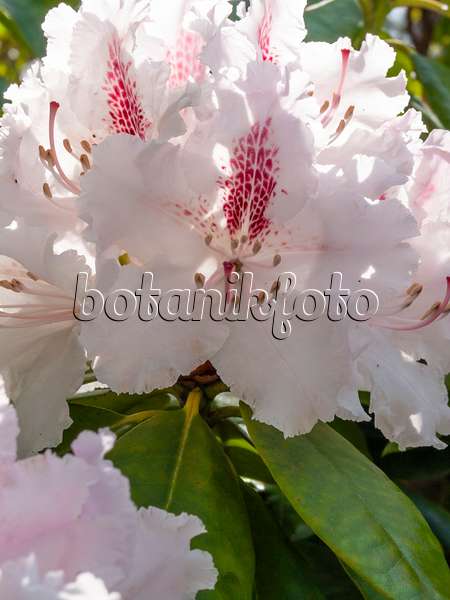 413014 - Großblumige Rhododendron-Hybride (Rhododendron caucasicum 'Progrès')