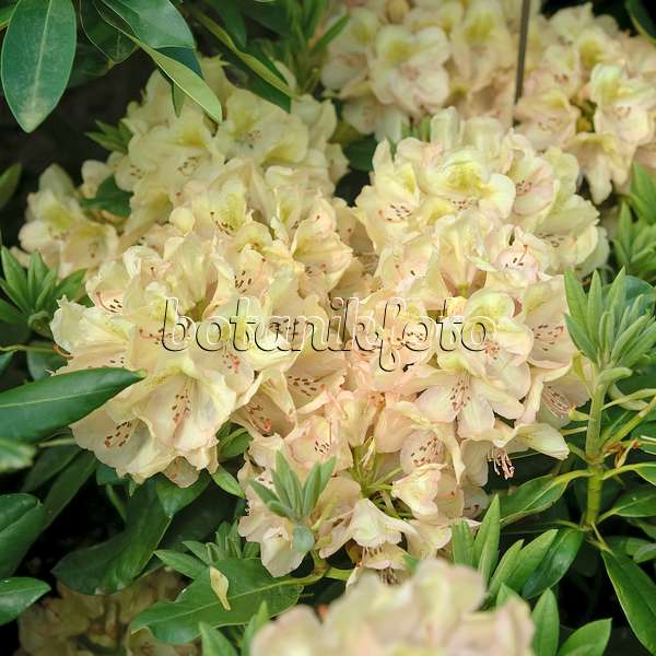 490127 - Großblumige Rhododendron-Hybride (Rhododendron Belkanto)