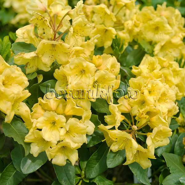 490129 - Großblumige Rhododendron-Hybride (Rhododendron Goldbukett)