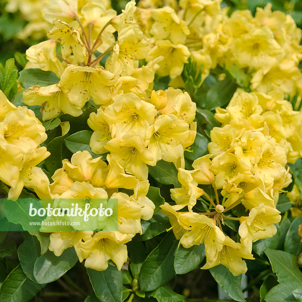 490129 - Großblumige Rhododendron-Hybride (Rhododendron Goldbukett)