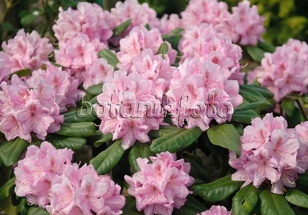 490133 - Großblumige Rhododendron-Hybride (Rhododendron Scintillation)