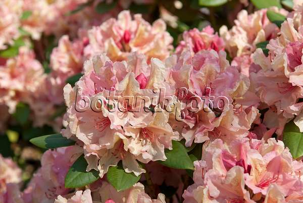 502393 - Großblumige Rhododendron-Hybride (Rhododendron Brasilia)