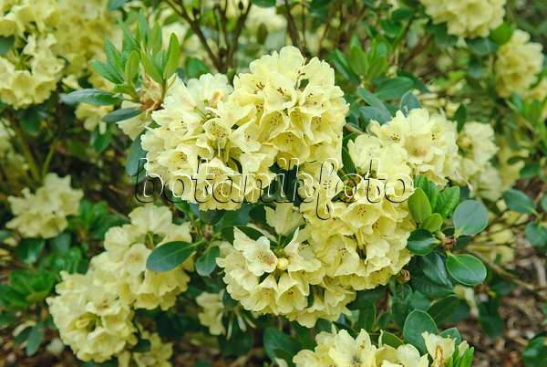 502397 - Großblumige Rhododendron-Hybride (Rhododendron Goldkrone)