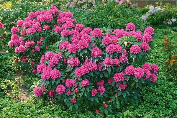 502398 - Großblumige Rhododendron-Hybride (Rhododendron Mevrouw P.A. Colijn)