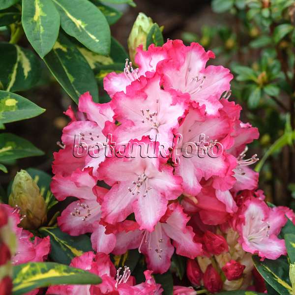 517227 - Großblumige Rhododendron-Hybride (Rhododendron President Roosevelt)