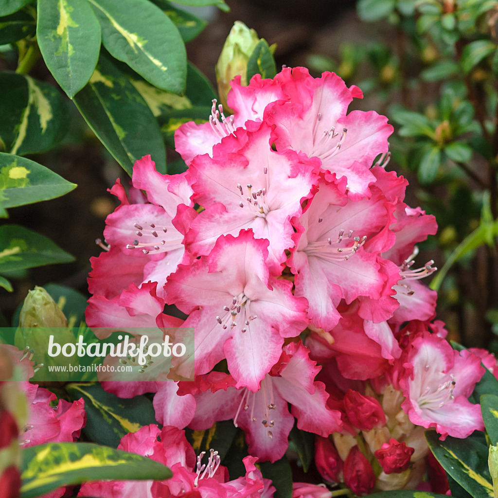 517227 - Großblumige Rhododendron-Hybride (Rhododendron President Roosevelt)