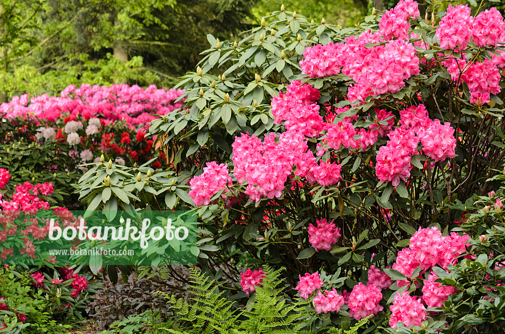 520397 - Großblumige Rhododendron-Hybride (Rhododendron Lady Stuart of Wortley)