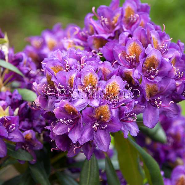 535320 - Großblumige Rhododendron-Hybride (Rhododendron Marcel Menard)