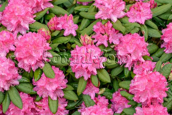 558210 - Großblumige Rhododendron-Hybride (Rhododendron Catharine van Tol)