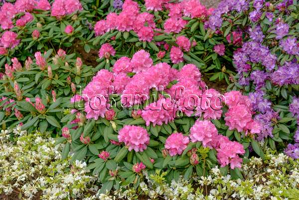 558211 - Großblumige Rhododendron-Hybride (Rhododendron Catharine van Tol)
