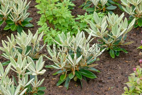 558228 - Großblumige Rhododendron-Hybride (Rhododendron Silvervelours)