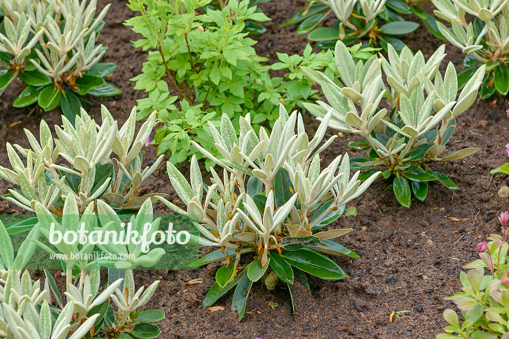 558228 - Großblumige Rhododendron-Hybride (Rhododendron Silvervelours)