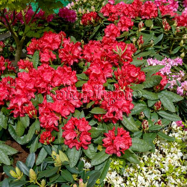 575308 - Großblumige Rhododendron-Hybride (Rhododendron Hachmanns Feuerschein)