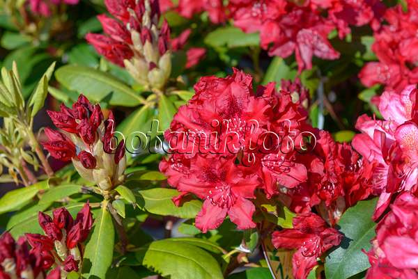575309 - Großblumige Rhododendron-Hybride (Rhododendron Hachmanns Feuerschein)