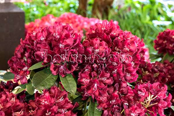 638222 - Großblumige Rhododendron-Hybride (Rhododendron Anna Netrebko)