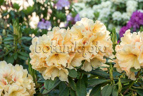 638223 - Großblumige Rhododendron-Hybride (Rhododendron Apricot Fantasy)