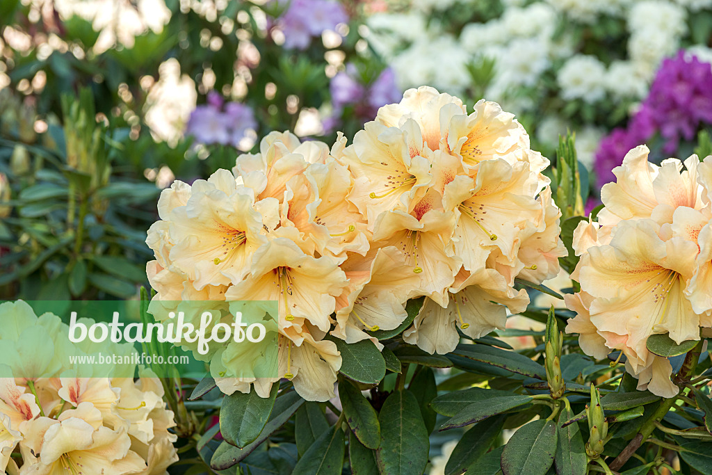 638223 - Großblumige Rhododendron-Hybride (Rhododendron Apricot Fantasy)