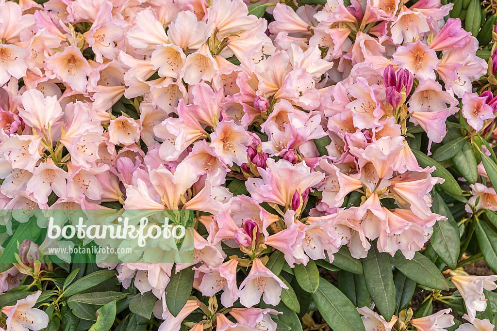 638227 - Großblumige Rhododendron-Hybride (Rhododendron Bürgerpark Bremen)