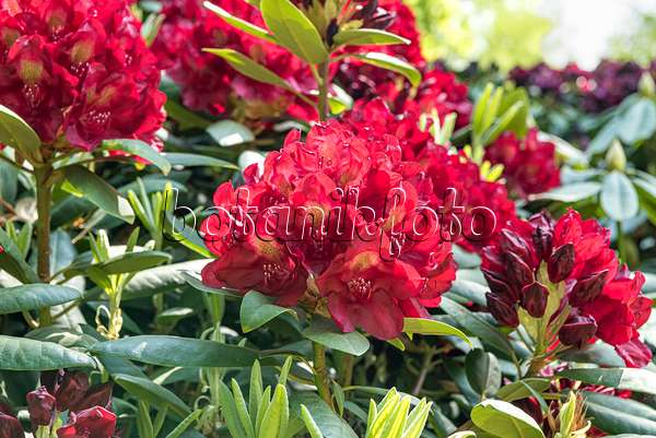 638238 - Großblumige Rhododendron-Hybride (Rhododendron Francesca)