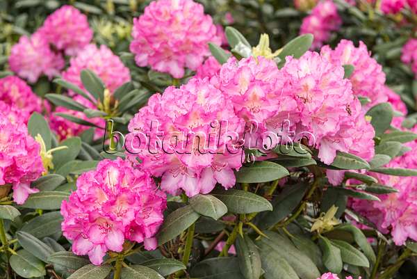 638240 - Großblumige Rhododendron-Hybride (Rhododendron Hachmann's Mazurka)