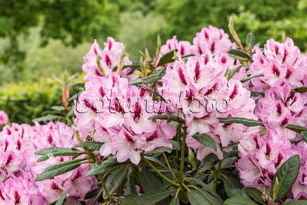 638245 - Großblumige Rhododendron-Hybride (Rhododendron Herbstfreude)