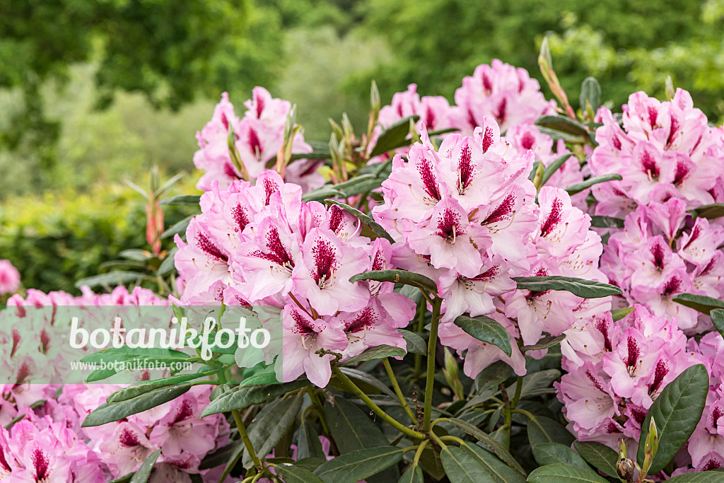 638245 - Großblumige Rhododendron-Hybride (Rhododendron Herbstfreude)