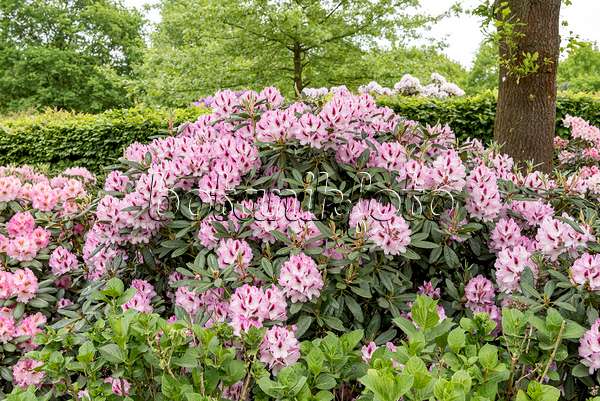 638246 - Großblumige Rhododendron-Hybride (Rhododendron Herbstfreude)