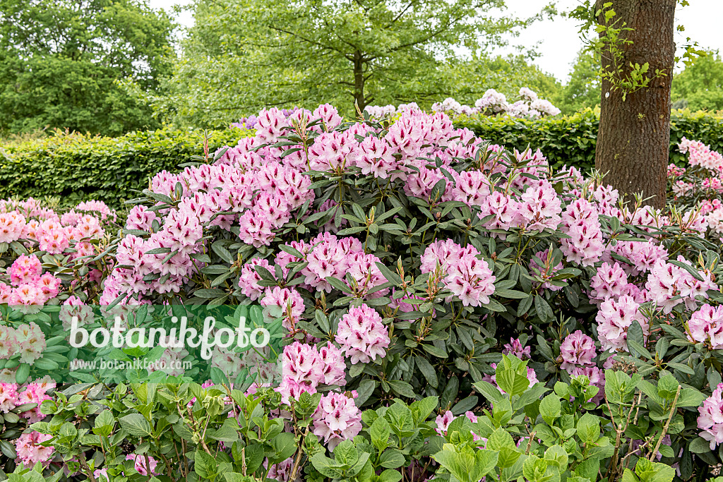 638246 - Großblumige Rhododendron-Hybride (Rhododendron Herbstfreude)