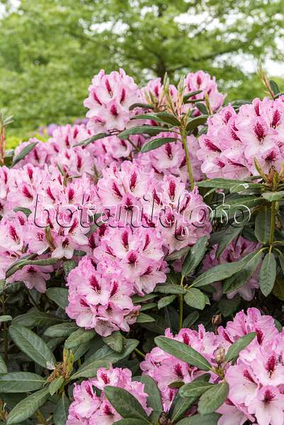 638247 - Großblumige Rhododendron-Hybride (Rhododendron Herbstfreude)