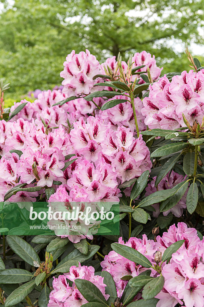 638247 - Großblumige Rhododendron-Hybride (Rhododendron Herbstfreude)