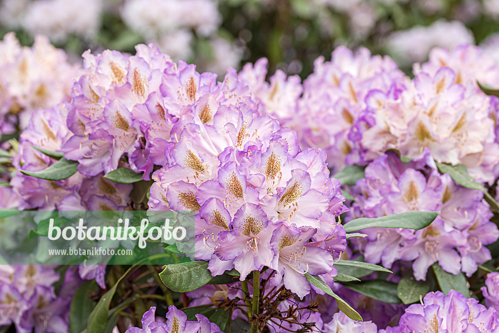 638248 - Großblumige Rhododendron-Hybride (Rhododendron Husky)