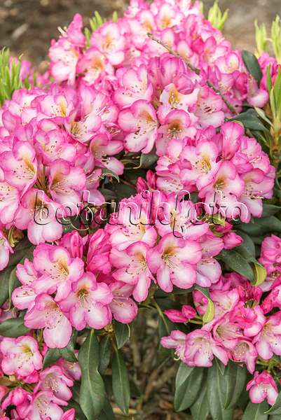 638253 - Großblumige Rhododendron-Hybride (Rhododendron Kurfürstin Sophie)