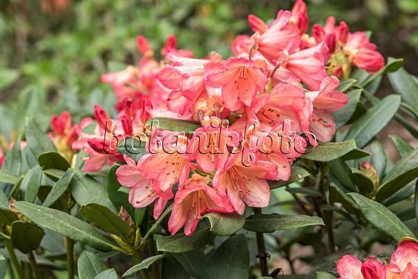 638292 - Großblumige Rhododendron-Hybride (Rhododendron Toco)