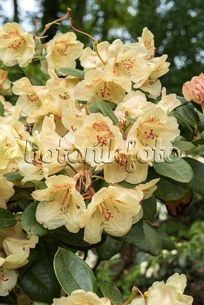 638296 - Großblumige Rhododendron-Hybride (Rhododendron Viscy)
